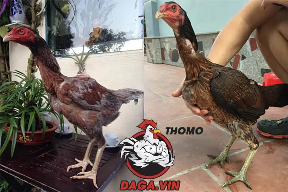Tiêu Chuẩn Chọn Gà Mái Chọi Làm Giống Cho Hiệu Quả Tốt 1 Tiêu chí để chọn gà mái chọi làm giống