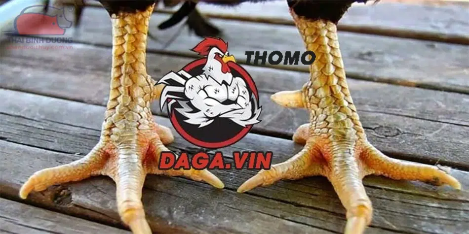 Cách Nhận Diện Chân Gà Chọi Đẹp Chuẩn Nhất Từ Chuyên Gia 2 Tất tần tật từng bước xem chân gà hiệu quả nhất