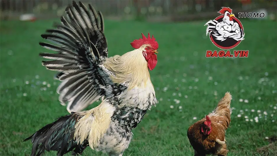 Cách Ép Cân Gà Chọi - Bí Quyết Để Chiến Kê Khỏe Và Sung 2 Ép cân gà chọi đúng cách, khoa học để đảm bảo sức khỏe