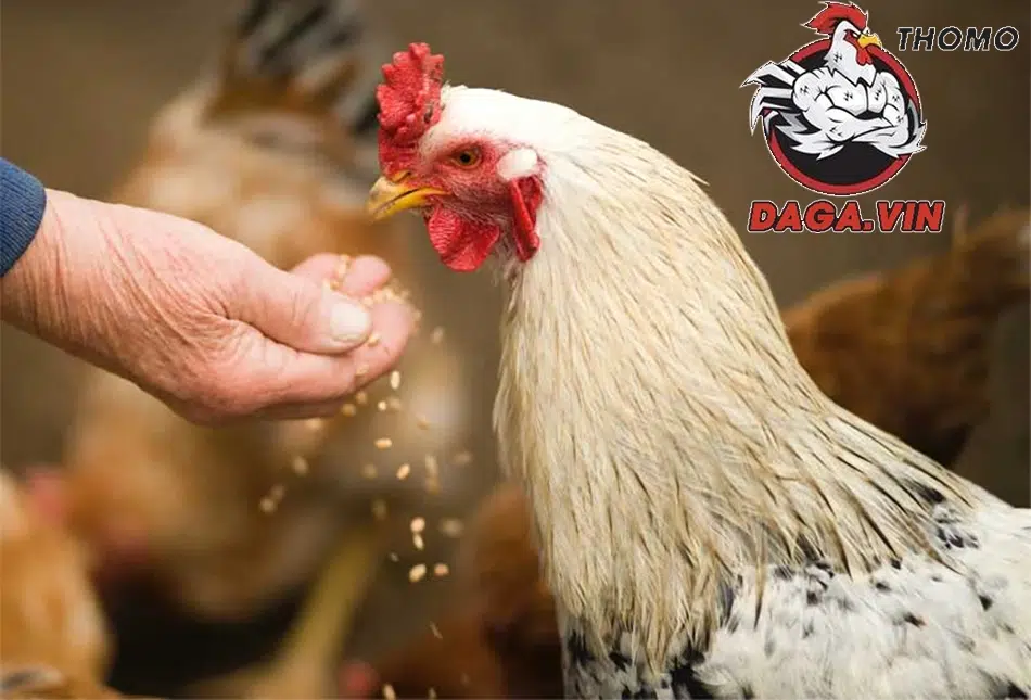 Cách Nuôi Gà Chọi Chiến Đỉnh Cao Tăng Cơ Hội Chiến Thắng 3 Dinh dưỡng giúp chiến kê duy trì phong độ và sức khỏe thi đấu