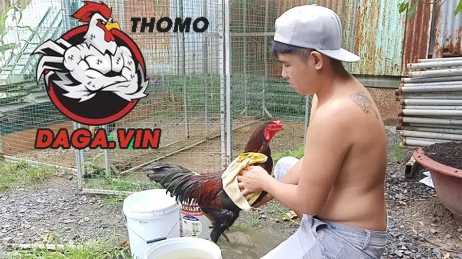 Cách Ép Cân Gà Chọi - Bí Quyết Để Chiến Kê Khỏe Và Sung 3 Cần chú ý nhiều yếu tố khi ép cân gà chọi