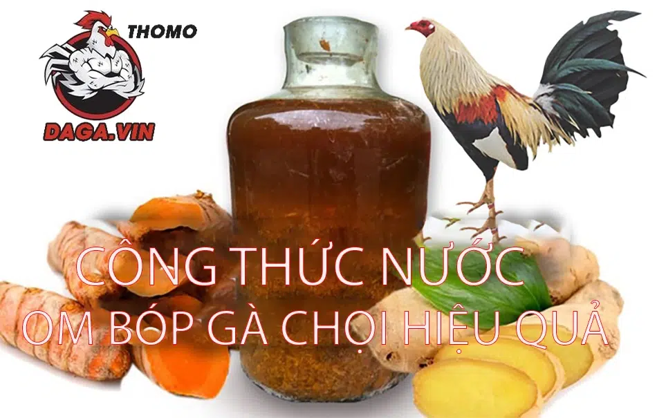 Bí Quyết Om Bóp Gà Chọi Để Có Một Chiến Kê Mạnh Mẽ Bất Bại 2 Các công thức nước om bóp gà chọi hiệu quả tại daga