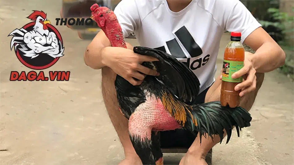 Bí Quyết Om Bóp Gà Chọi Để Có Một Chiến Kê Mạnh Mẽ Bất Bại 3 Hướng dẫn quy trình om bóp gà chọi đúng kỹ thuật