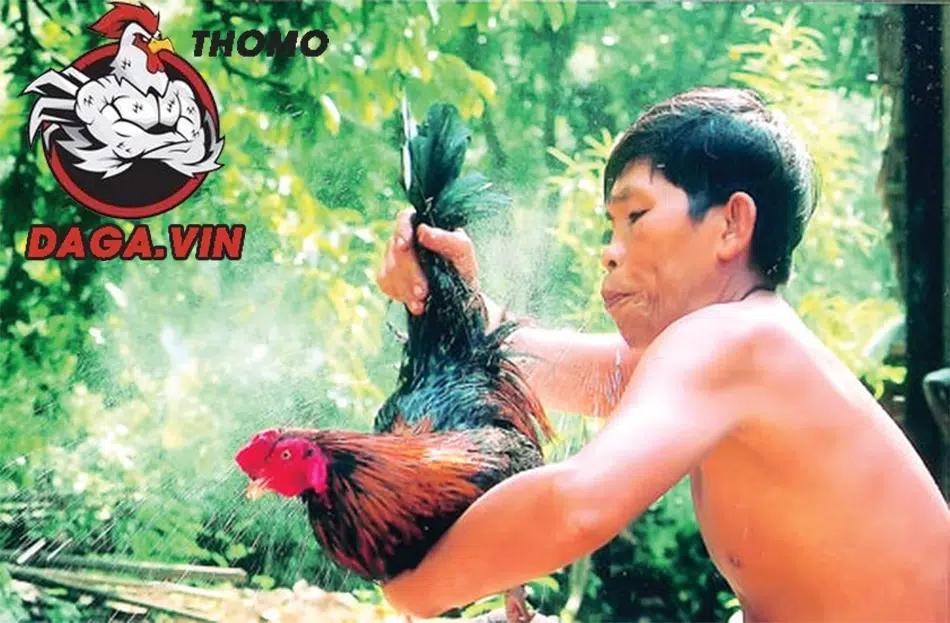Hướng Dẫn Cách Vào Nghệ Cho Gà Chọi Đơn Giản Với 5 Bước 3 Các bước vào nghệ cho gà chọi
