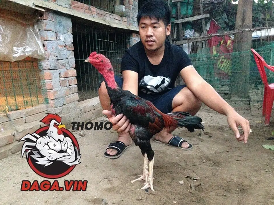 Bí Quyết Om Bóp Gà Chọi Để Có Một Chiến Kê Mạnh Mẽ Bất Bại 1 Om bóp gà chọi đem lại nhiều lợi ích