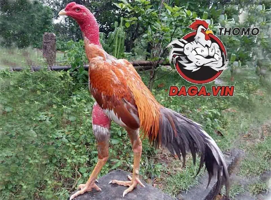 Cách Nuôi Gà Chọi Chiến Đỉnh Cao Tăng Cơ Hội Chiến Thắng 1 Nuôi gà chọi đòi hỏi kỹ năng và kiến thức chuyên sâu
