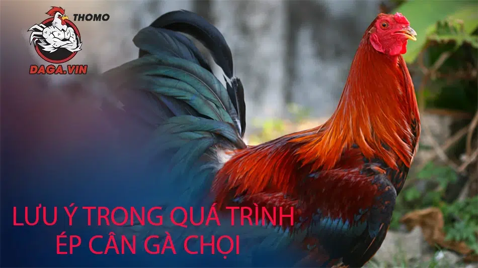 Cách Ép Cân Gà Chọi - Bí Quyết Để Chiến Kê Khỏe Và Sung 4 Ép cân gà chọi sai cách gây ra hậu quả vô cùng lớn