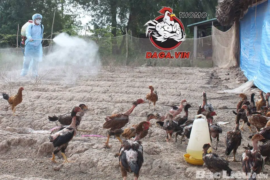 Cách Nuôi Gà Chọi Chiến Đỉnh Cao Tăng Cơ Hội Chiến Thắng 4 Phòng bệnh cho gà chọi yếu, tránh cầu trùng, viêm ruột