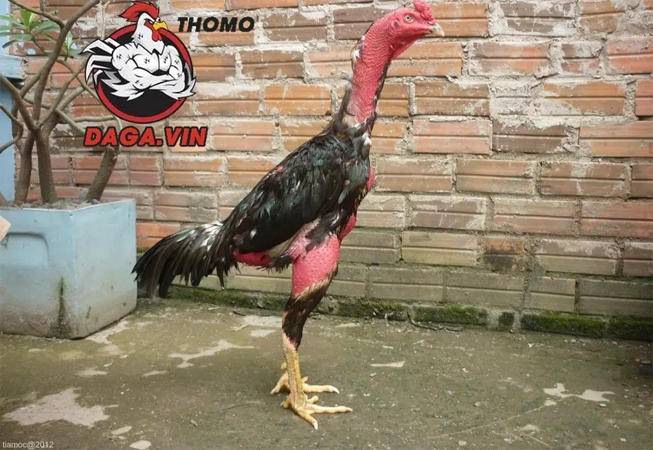 Cách Ép Cân Gà Chọi - Bí Quyết Để Chiến Kê Khỏe Và Sung 1 Ép cân gà chọi đúng cách mang lại nhiều lợi ích đặc biệt