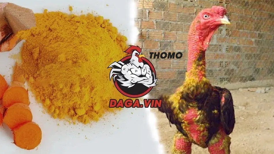 Hướng Dẫn Cách Vào Nghệ Cho Gà Chọi Đơn Giản Với 5 Bước 1 Mục đích khi vào nghệ cho gà chọi