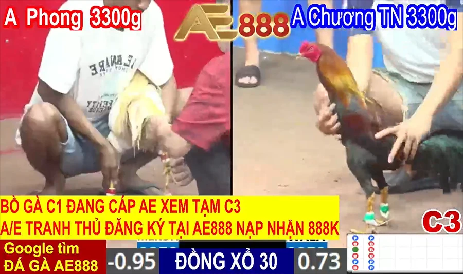 Home Page 16 Đá Gà Vin - Sự lựa chọn hoàn hảo khi xem trực tiếp đá gà